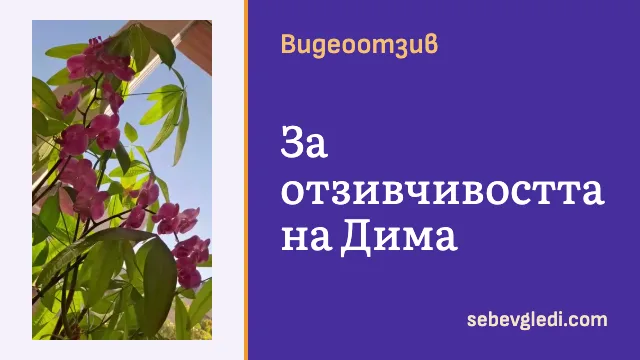 Розови орхидеи и зелени листа до слънчев прозорец
